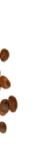 Close-up of several roasted coffee beans on a transparent background.